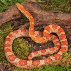Adult Female Hypo Miami Cornsnakes (Pantherophis guttatus) For Sale - Underground Reptiles