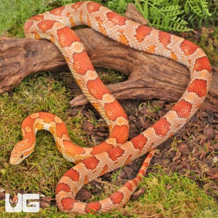 Adult Female Hypo Miami Cornsnakes (Pantherophis guttatus) For Sale - Underground Reptiles