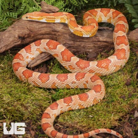 Adult Female Hypo Miami Cornsnakes (Pantherophis guttatus) For Sale - Underground Reptiles