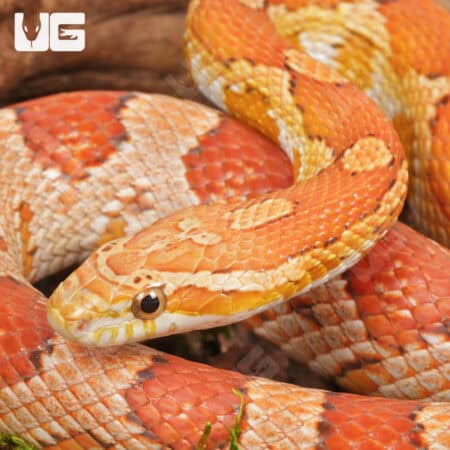 Adult Female Hypo Miami Cornsnakes (Pantherophis guttatus) For Sale - Underground Reptiles