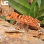 Amyae Knobtail Gecko (Nephrurus amyae)  For Sale - Underground Reptiles