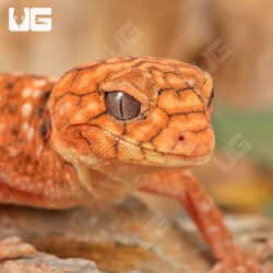 Amyae Knobtail Gecko (Nephrurus amyae)  For Sale - Underground Reptiles