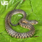 Baby Green Water Snakes For Sale - Underground Reptiles