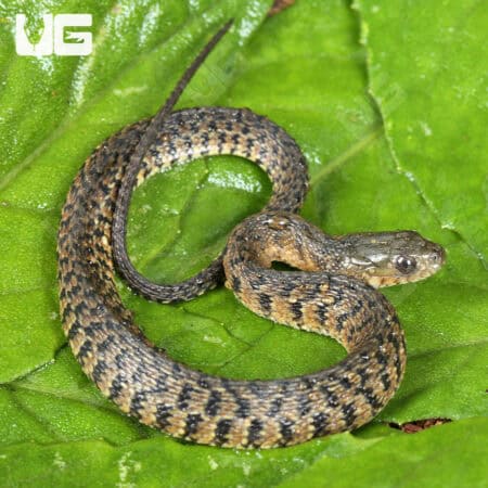 Baby Green Water Snakes For Sale - Underground Reptiles