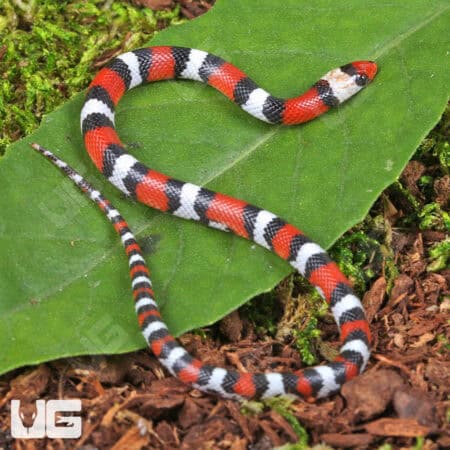 Scarlet Snakes for sale - Underground Reptiles