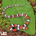 Scarlet Snakes for sale - Underground Reptiles