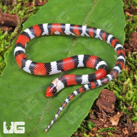 Scarlet Snakes for sale - Underground Reptiles