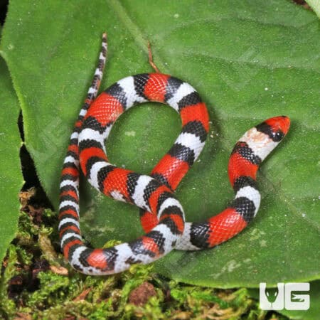 Scarlet Snakes for sale - Underground Reptiles