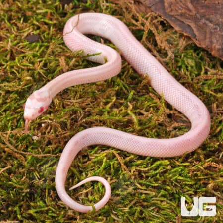 Baby Striped Salmon Snow Cornsnakes (Pantherophis guttatus) For Sale - Underground Reptiles