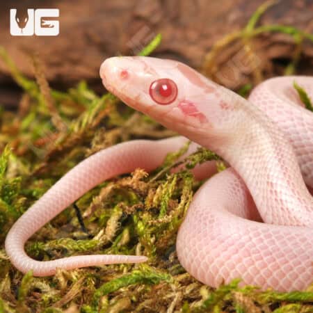 Baby Striped Salmon Snow Cornsnakes (Pantherophis guttatus) For Sale - Underground Reptiles