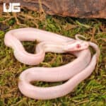 Baby Striped Salmon Snow Cornsnakes (Pantherophis guttatus) For Sale - Underground Reptiles