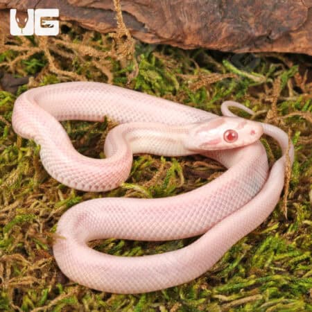 Baby Striped Salmon Snow Cornsnakes (Pantherophis guttatus) For Sale - Underground Reptiles
