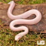 Baby Striped Salmon Snow Cornsnakes (Pantherophis guttatus) For Sale - Underground Reptiles