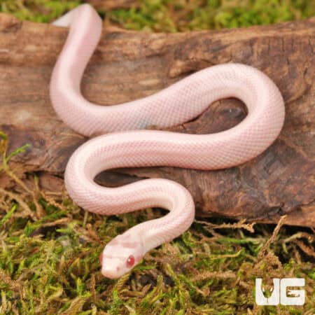 Baby Striped Salmon Snow Cornsnakes (Pantherophis guttatus) For Sale - Underground Reptiles