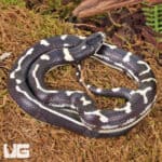 Baby Aberrant California Kingsnakes (Lampropeltis getula californiae) For Sale - Underground Reptiles