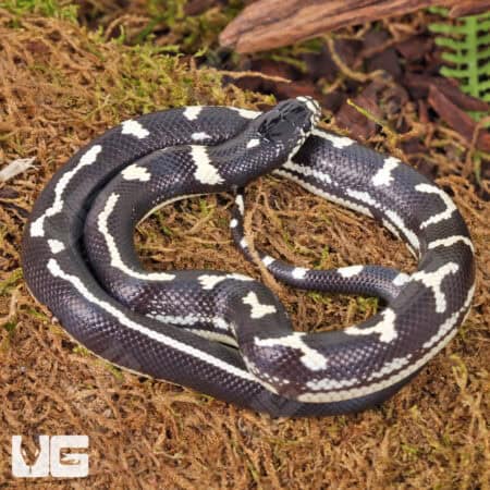 Baby Aberrant California Kingsnakes (Lampropeltis getula californiae) For Sale - Underground Reptiles