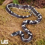 Baby Aberrant California Kingsnakes (Lampropeltis getula californiae) For Sale - Underground Reptiles