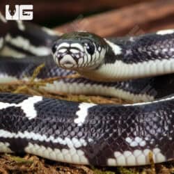 Baby Aberrant California Kingsnakes (Lampropeltis getula californiae) For Sale - Underground Reptiles
