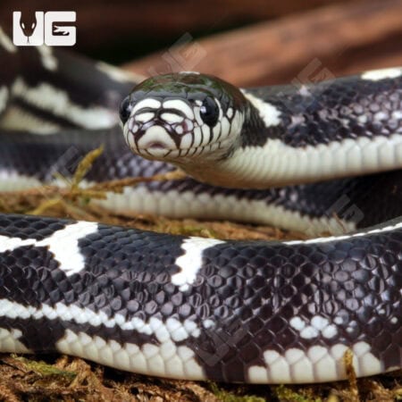 Baby Aberrant California Kingsnakes (Lampropeltis getula californiae) For Sale - Underground Reptiles