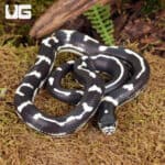 Baby Aberrant California Kingsnakes (Lampropeltis getula californiae) For Sale - Underground Reptiles