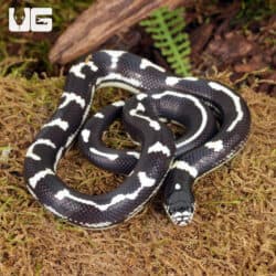 Baby Aberrant California Kingsnakes (Lampropeltis getula californiae) For Sale - Underground Reptiles