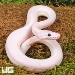 Blue Eyed Leucistic Ball Python For Sale - Underground Reptiles