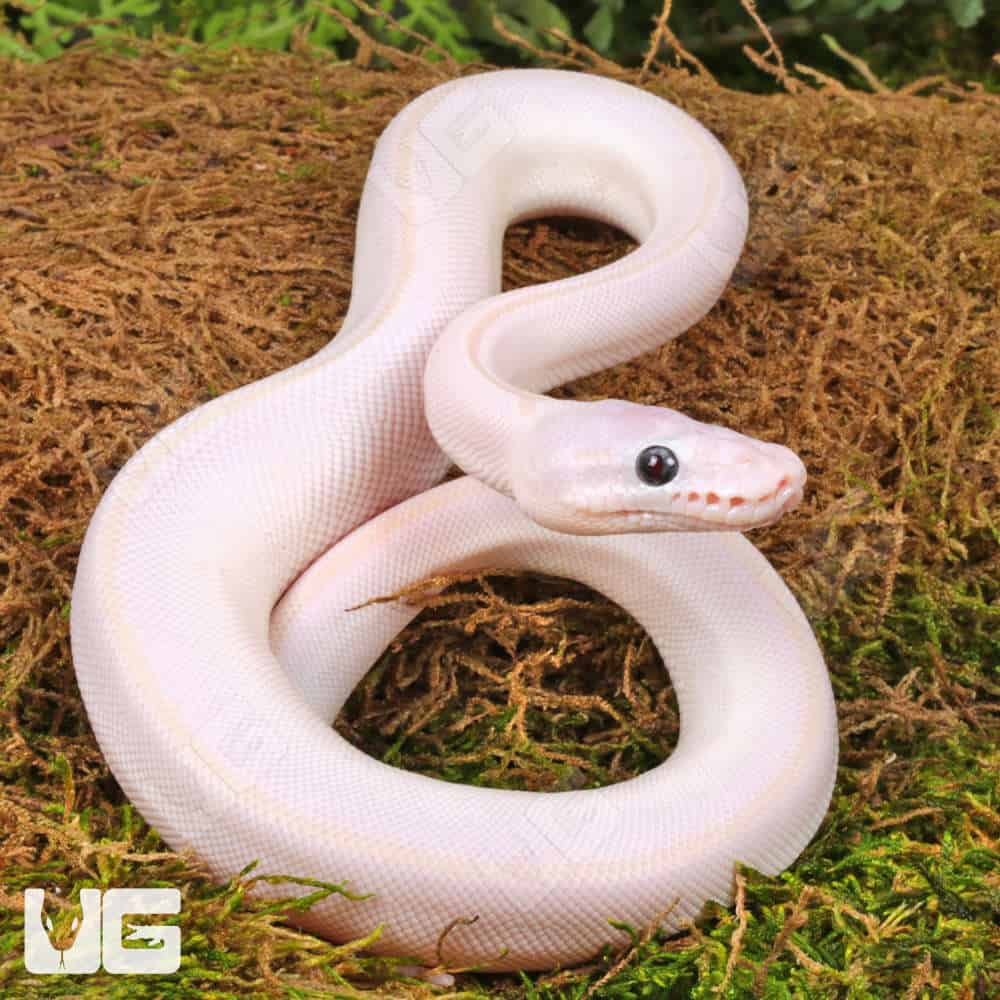 Blue Eyed Leucistic Ball Python For Sale - Underground Reptiles