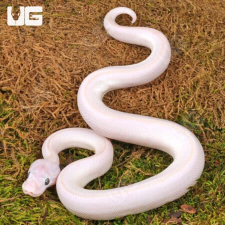 Blue Eyed Leucistic Ball Python For Sale - Underground Reptiles