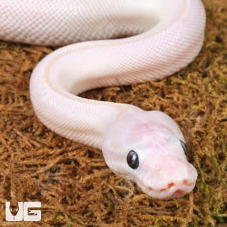 Blue Eyed Leucistic Ball Python For Sale - Underground Reptiles
