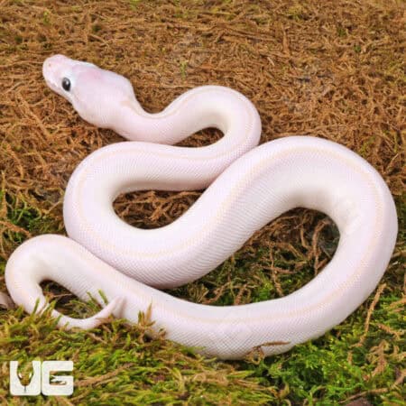 Blue Eyed Leucistic Ball Python For Sale - Underground Reptiles
