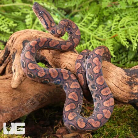 Baby Brazilian Rainbow Boas For Sale - Underground Reptiles