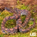 Baby Brazilian Rainbow Boas For Sale - Underground Reptiles