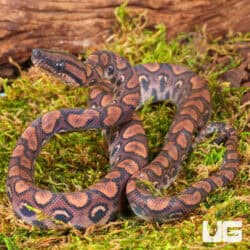 Baby Brazilian Rainbow Boas For Sale - Underground Reptiles