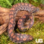 Baby Brazilian Rainbow Boas For Sale - Underground Reptiles
