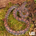 Baby Brazilian Rainbow Boas For Sale - Underground Reptiles