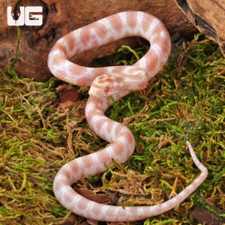 Baby Butter Cornsnakes (Pantherophis guttatus) For Sale - Underground Reptiles