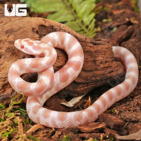 Baby Butter Cornsnakes (Pantherophis guttatus) For Sale - Underground Reptiles