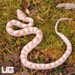 Baby Butter Cornsnakes (Pantherophis guttatus) For Sale - Underground Reptiles