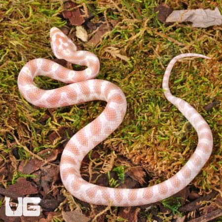 Baby Butter Cornsnakes (Pantherophis guttatus) For Sale - Underground Reptiles