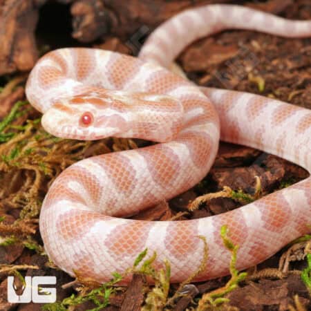 Baby Butter Cornsnakes (Pantherophis guttatus) For Sale - Underground Reptiles