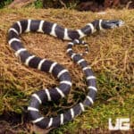 Baby California Kingsnake (Lampropeltis getula californiae) For Sale - Underground Reptiles