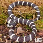 Baby California Kingsnake (Lampropeltis getula californiae) For Sale - Underground Reptiles
