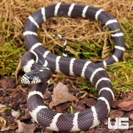 Baby California Kingsnake (Lampropeltis getula californiae) For Sale - Underground Reptiles