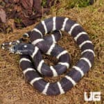 Baby California Kingsnake (Lampropeltis getula californiae) For Sale - Underground Reptiles