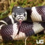Baby California Kingsnake (Lampropeltis getula californiae) For Sale - Underground Reptiles