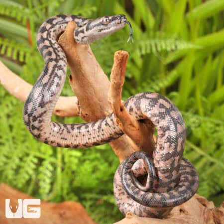 Baby Coastal Carpet Python - Underground Reptiles