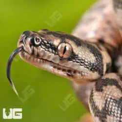 Baby Coastal Carpet Python - Underground Reptiles