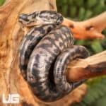 Baby Coastal Carpet Python - Underground Reptiles