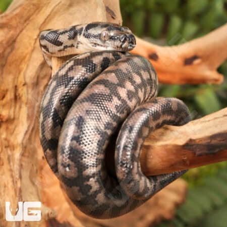 Baby Coastal Carpet Python - Underground Reptiles