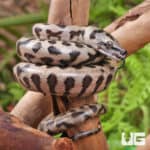 Baby Coastal Jaguar Carpet Python - Underground Reptiles